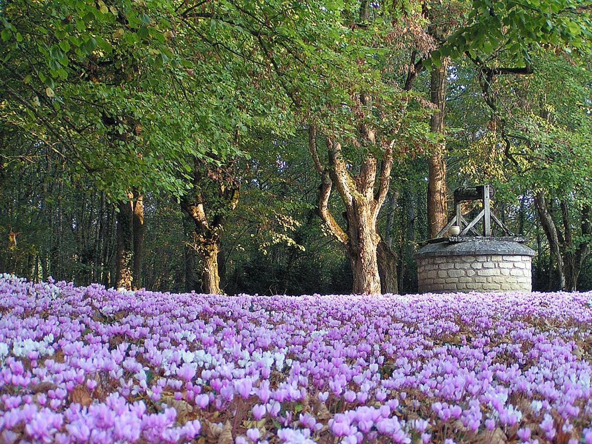 Chateau De Ternay Ternay  Buitenkant foto